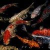 thepeachyfish